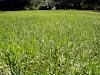 Cesped Natural En Alfombras