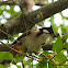 Red-whiskered Bulbul 