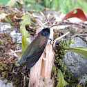 Polilla