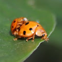 beetles