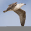 Yellow-legged Gull