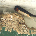 Barn Swallow