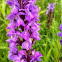 Rietorchis