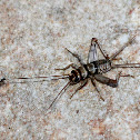 Tropical House cricket
