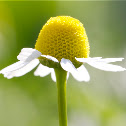 German chamomile