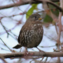 Fox sparrow