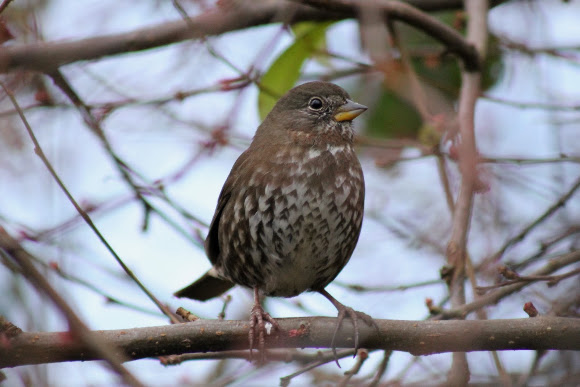 Spotting Image 1