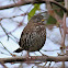 Fox sparrow