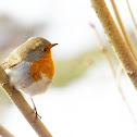 European Robin