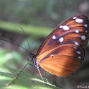 Virginiana Tigerwing