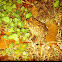 Possibly leopard frog