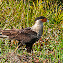Crested Caracara