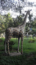 J3B : Giraffe at Pool Park