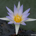 Blue star water lilly