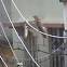 Indian Cuckoo