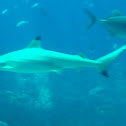 Blacktip Reef Shark