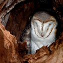 Australian Masked Owl