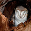 Australian Masked Owl