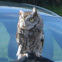Eastern screech owl