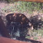 Mule deer