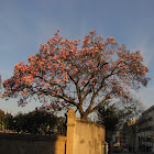 Magnolia