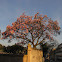 Magnolia