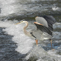 Great Blue Heron