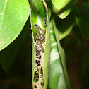 Ant nest