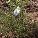 Blueberry bushes