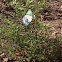 Blueberry bushes