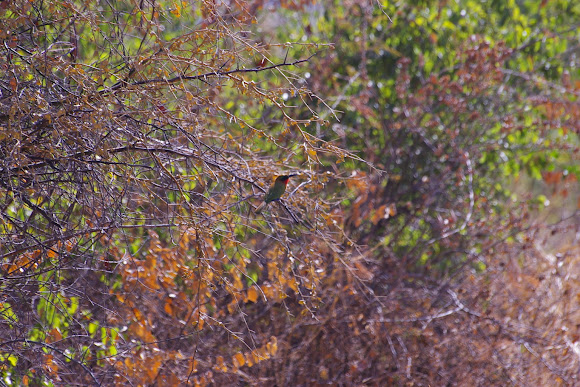 Spotting Image 1