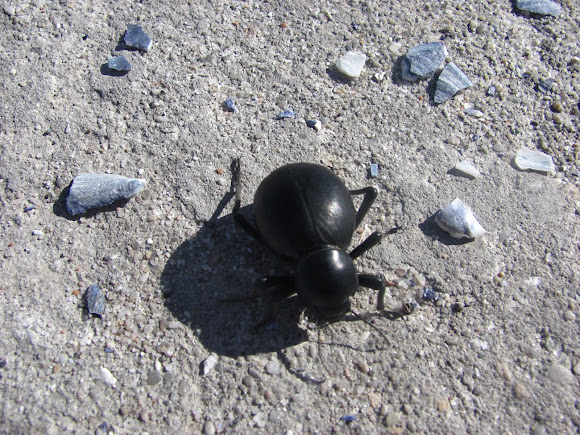 Spotting Image 1