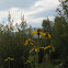 Colorado Wildflower