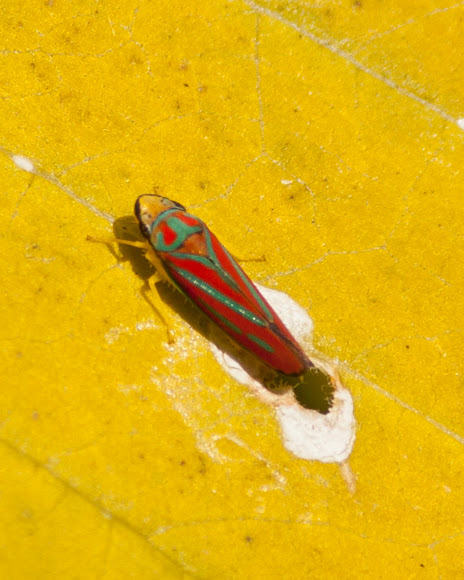 Spotting Image 1