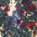 Mold