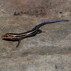 Five-Lined Skink