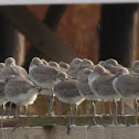 Willet