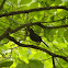 Gray Catbird