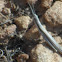 Stick Grasshopper