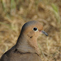 Mourning Dove