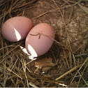 Chicken Eggs