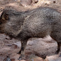 Javelina