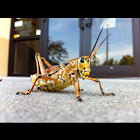Eastern Lubber Grasshopper