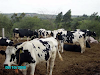 Vaquillas  Al  Parto  Holstein  Del  4To Mes  Al