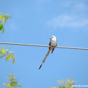 Scissor-Tailed Flycatcher