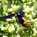 Blue-winged Wasp