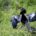 Water Turkey
