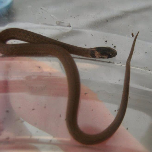 Texas Brown Snake | Project Noah