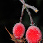 Dog rose, Rosal silvestre