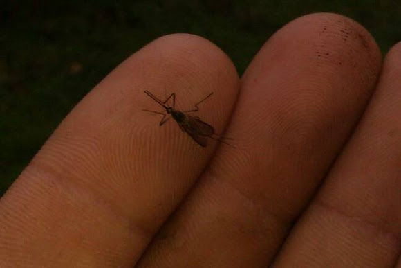 Spotting Image 1